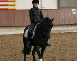 broodmare La Toya F (German Riding Pony, 2001, from Lateran)