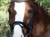 dressage horse Doolittle (German Riding Pony, 1998, from Dreamdancer)