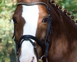 dressage horse Doolittle (German Riding Pony, 1998, from Dreamdancer)