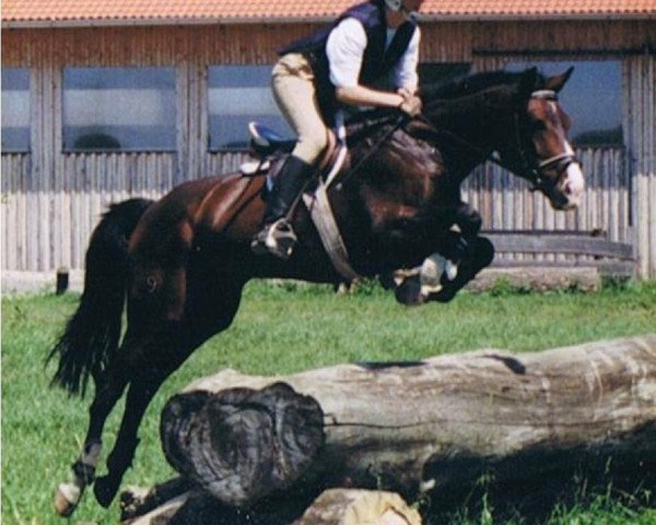 Pferd Bad Medicine (Anglo-Karatschaever / Anglo-Kabardiner, 1992, von Barokko)