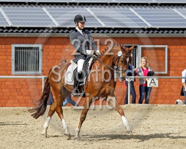 dressage horse Forlan 3 (Westphalian, 2007, from Florestan I)