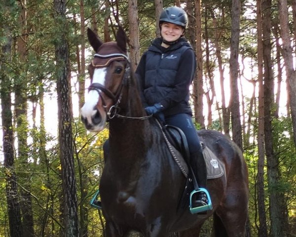 jumper Undercover Girl (Irish Sport Horse, 2013)