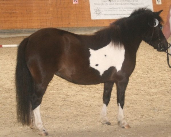 broodmare Gina (Dt.Part-bred Shetland pony, 2005, from Holsteins Bonavista)