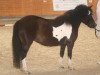 broodmare Gina (Dt.Part-bred Shetland pony, 2005, from Holsteins Bonavista)