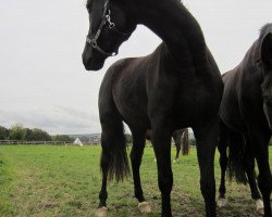 dressage horse Blacky (Westphalian, 2010, from Blickpunkt 4)