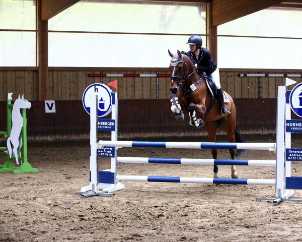 jumper Quinar 9 (Holsteiner, 2016, from Quvee Prestige)