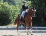 dressage horse Freggel 4 (Hanoverian, 2001, from For Feeling)