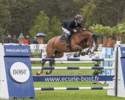 Zuchtstute C Unity de La Nutria (Belgium Sporthorse, 2008, von Kashmir van't Schuttershof)