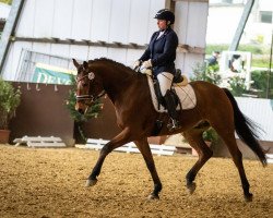 dressage horse Richie H (Westphalian, 2014, from Riccione)