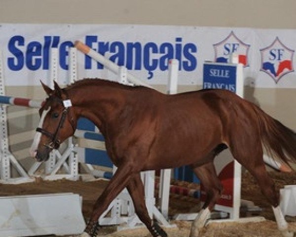 stallion Top Ten du Gery (Selle Français, 2007, from Ilvien des Mielles)