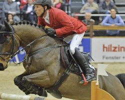 jumper Constantin B (Hanoverian, 2002, from Contendro I)