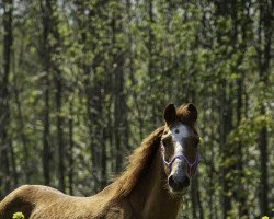 horse ten ankers armander (New Forest Pony, 1996, from Oleander)