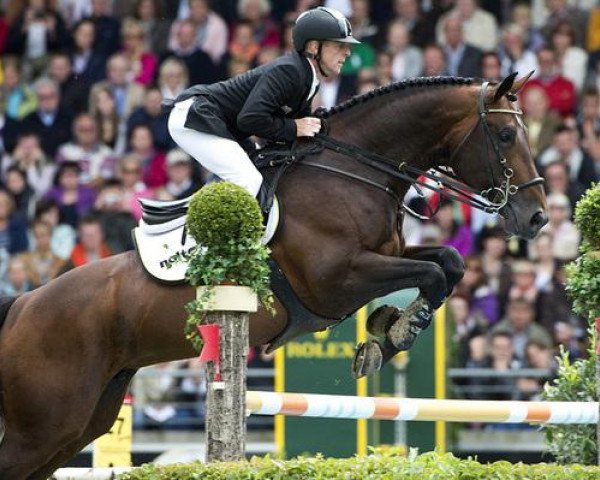 stallion Copin van de Broy (Belgian Warmblood, 2001, from Darco)