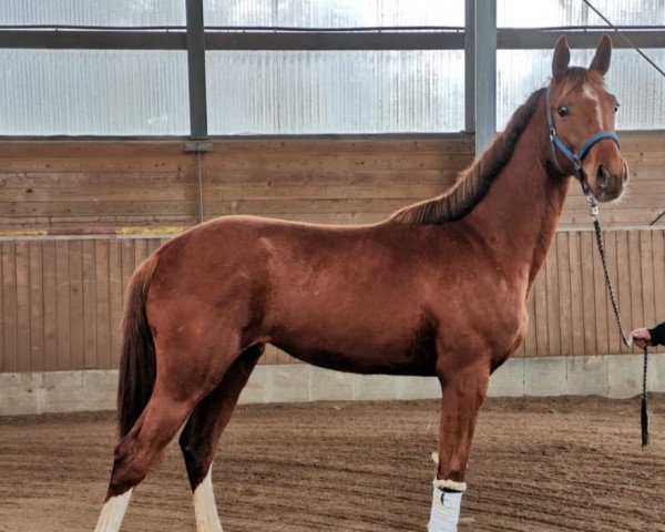 dressage horse Grace Galaxy (Oldenburg, 2020, from Kastel's Grand Galaxy Win)