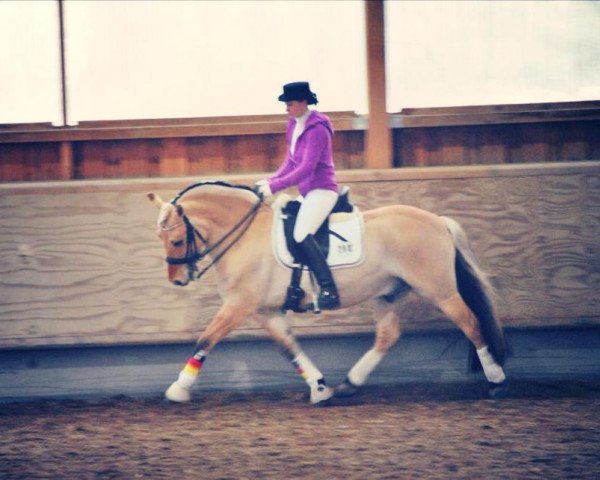 dressage horse Aski (Fjord Horse, 2005)