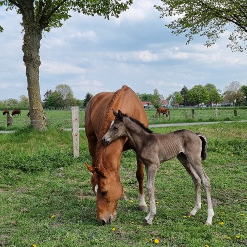 Springpferd Isola Anmuth (Trakehner, 2022, von Saint Cyr)