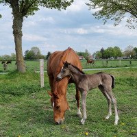 Springpferd Isola Anmuth (Trakehner, 2022, von Saint Cyr)