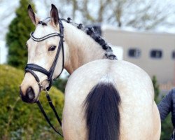 broodmare Golden Gloria (German Riding Pony, 2019, from Golden Grey NRW)