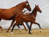 Dressurpferd Wirigna Wm CH (Schweizer Warmblut, 2012, von Krack C)