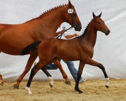 dressage horse Wirigna Wm CH (Schweizer Warmblut, 2012, from Krack C)