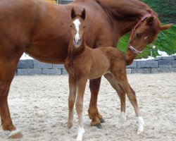 horse Wild Chili WM (Schweizer Warmblut, 2013, from President's Chagall D&r)