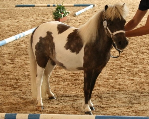 Zuchtstute Vanilla Sky (Dt.Part-bred Shetland Pony, 2007, von Rimini)