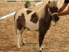 Zuchtstute Vanilla Sky (Dt.Part-bred Shetland Pony, 2007, von Rimini)