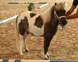 broodmare Vanilla Sky (Dt.Part-bred Shetland pony, 2007, from Rimini)