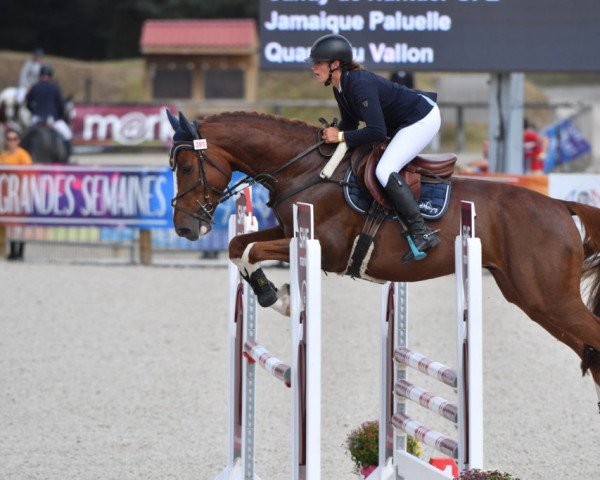 stallion Happy Paluelle (Selle Français, 2017, from Candy de Nantuel)