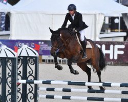 stallion Happy de Coquerie (Selle Français, 2017, from Vleut)