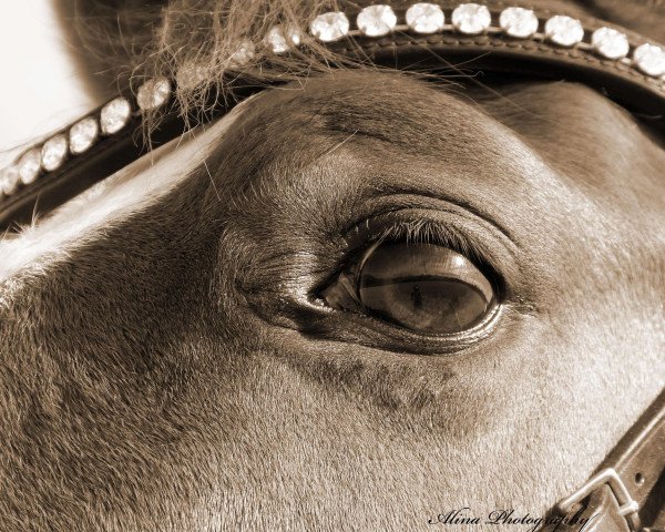 dressage horse Dreamstar Nash (German Riding Pony, 2008, from Danilo 80)