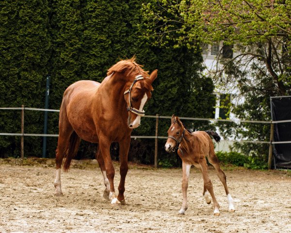 broodmare Royal Rose (Hanoverian, 2006, from Royal Blend)