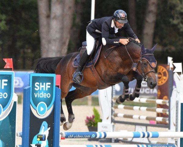 stallion Hapy des Fontenottes (Selle Français, 2017, from Andiamo Semilly)