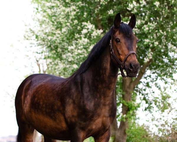dressage horse Bacardi Breezer 3 (German Riding Pony, 2003, from Boris)