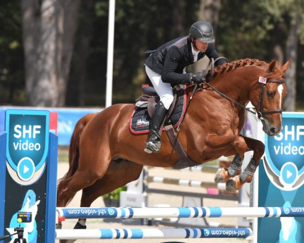 Deckhengst Hardi de Glanville (Selle Français, 2017, von Mylord Carthago)