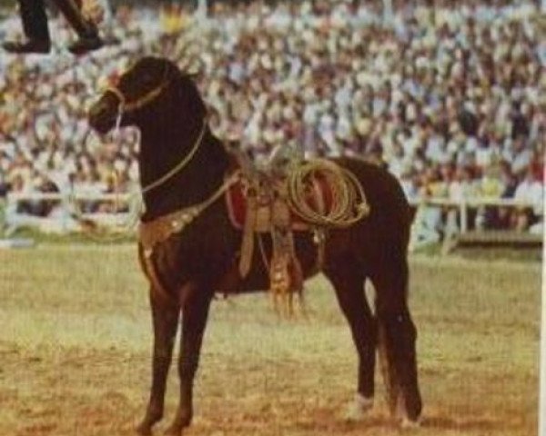 stallion Ramses (Trakehner, 1971, from Polarkreis)