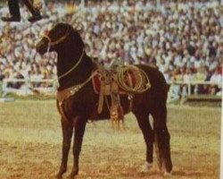 stallion Ramses 1341 (Trakehner, 1971, from Polarkreis 1209)