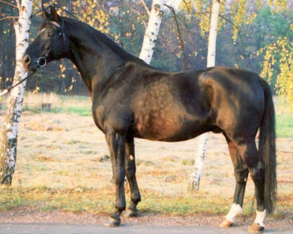 stallion Friedbert (Trakehner, 1977, from Ramses)