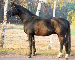 stallion Friedbert 1379 (Trakehner, 1977, from Ramses 1341)