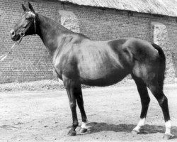 Zuchtstute Hallo (Trakehner, 1952, von Goldregen)