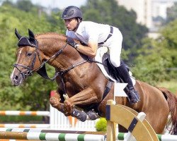 stallion Lichtblick TSF (Trakehner, 2000, from Nerv 1370)