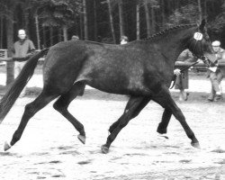 Zuchtstute Anna Karenina (Trakehner, 1982, von Flaneur)