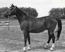 Zuchtstute Prichot (Russisch Trakehner, 1963, von Piligrim)