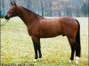 stallion Long Deal (CIS Warmblood, 1988, from Alarm)
