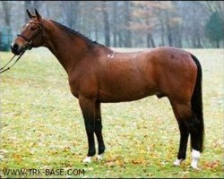 Deckhengst Long Deal (GUS Warmblut, 1988, von Alarm 1324)