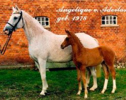 broodmare Angelique (Hanoverian, 1978, from Aderlass)