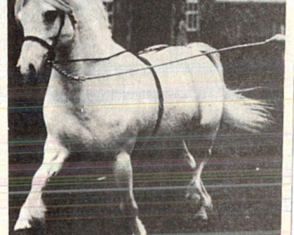 stallion Coed Coch Planed (Welsh mountain pony (SEK.A), 1952, from Coed Coch Madog)