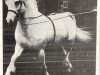 Deckhengst Coed Coch Planed (Welsh Mountain Pony (Sek.A), 1952, von Coed Coch Madog)