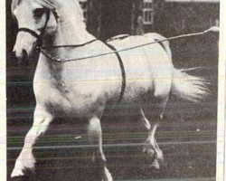 Deckhengst Coed Coch Planed (Welsh Mountain Pony (Sek.A), 1952, von Coed Coch Madog)