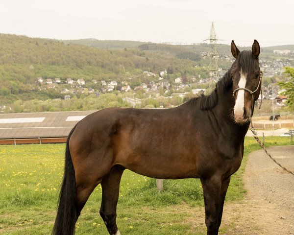 dressage horse Levados (Hanoverian, 2018, from Le Vivaldi)